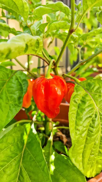 stock image  Chinese Multi-Colored Peppers Growing in a Pot on the Terrace.