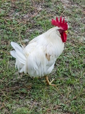 Beyaz Horoz Bahçede Yemek Arıyor.