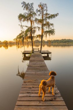 Cute Golden Doodle Dog Standing on a Boat Dock at Sunset-Gantt Lake, Alabama clipart