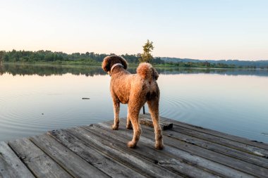 Alabama 'daki Gantt Gölü' nde bir kayık iskelesinde duran sevimli Altın Kuku Köpeği.
