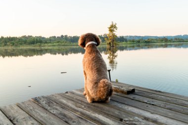 Alabama 'daki Gantt Gölü' nde bir kayık iskelesinde duran sevimli Altın Kuku Köpeği.