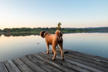 Alabama 'daki Gantt Gölü' nde bir kayık iskelesinde duran sevimli Altın Kuku Köpeği.