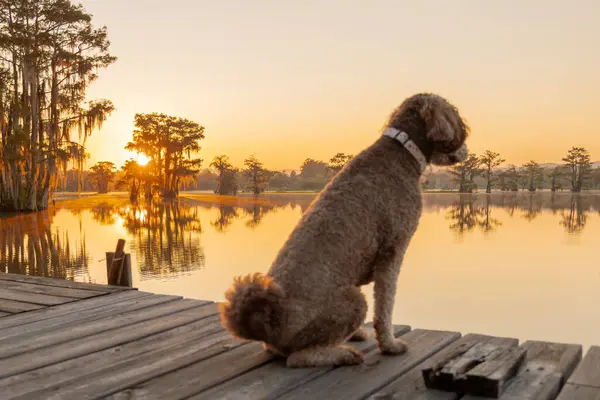 Alabama 'daki Sunset-Gantt Gölü' nde bir tekne iskelesinde duran sevimli Altın Kuku Köpeği.