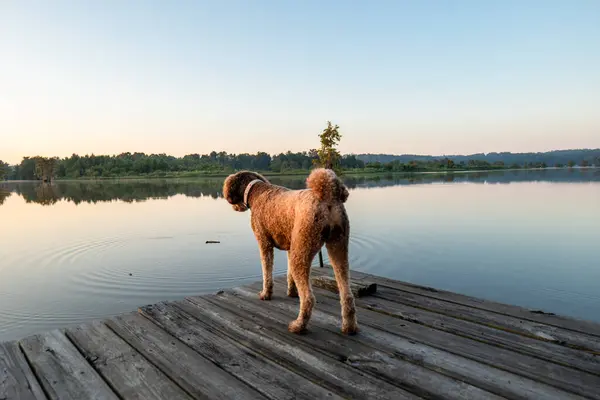Alabama 'daki Gantt Gölü' nde bir kayık iskelesinde duran sevimli Altın Kuku Köpeği.