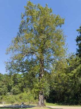 Kırsal Alabama 'da Büyüyen Büyük Bir Ağaç