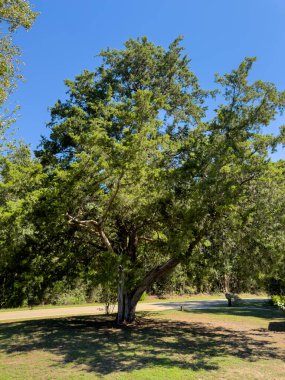 Kırsal Alabama 'da Büyüyen Büyük Bir Ağaç