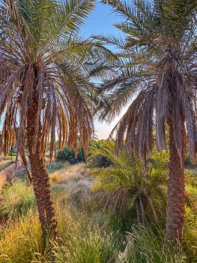 Suudi Arabistan 'daki Ushaiqer Miras Köyü' nün manzara fotoğrafı. Ushaiqer Heritage Village, Riyad 'ın yaklaşık 200 km kuzeybatısında yer almaktadır ve bölgenin en eski köylerinden biridir..