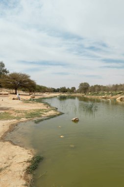 Suudi Arabistan, Riyad 'da Wadi Hanifa yakınlarında ördekleri besleyen yerel bir Suudi..