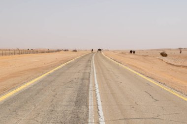 Suudi Arabistan 'ın Ad-Dilam bölgesinde Çölden Geçen Bir grup Camel..