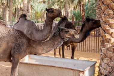 Suudi Arabistan Kırsal Hayvancılık Sahnesi, Hotat Bani Tamim yakınlarındaki bir çiftlikte otlayan develer.