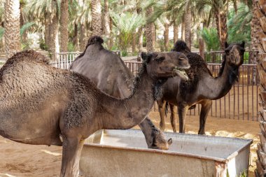 Suudi Arabistan Kırsal Hayvancılık Sahnesi, Hotat Bani Tamim yakınlarındaki bir çiftlikte otlayan develer.
