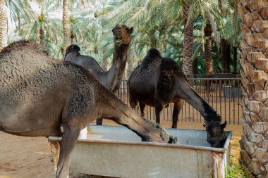 Suudi Arabistan Kırsal Hayvancılık Sahnesi, Hotat Bani Tamim yakınlarındaki bir çiftlikte otlayan develer.