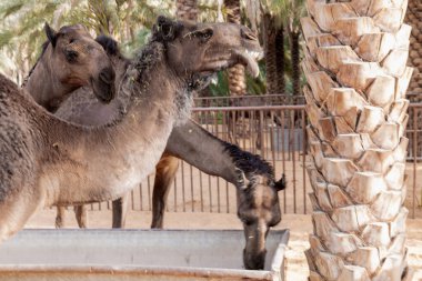 Suudi Arabistan Kırsal Hayvancılık Sahnesi, Hotat Bani Tamim yakınlarındaki bir çiftlikte otlayan develer.