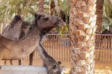 Suudi Arabistan Kırsal Hayvancılık Sahnesi, Hotat Bani Tamim yakınlarındaki bir çiftlikte otlayan develer.