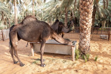 Suudi Arabistan Kırsal Hayvancılık Sahnesi, Hotat Bani Tamim yakınlarındaki bir çiftlikte otlayan develer.
