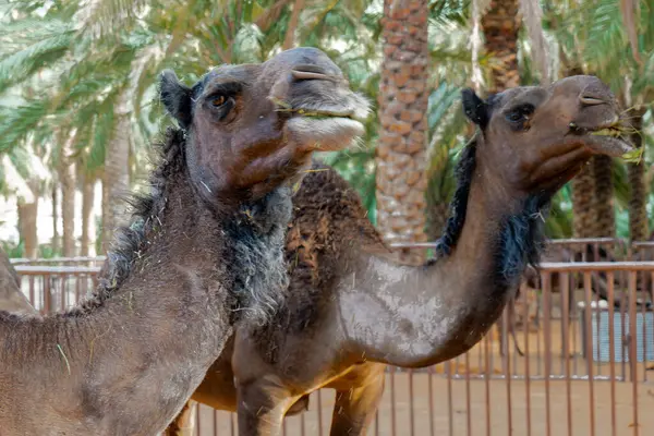 Suudi Arabistan Kırsal Hayvancılık Sahnesi, Hotat Bani Tamim yakınlarındaki bir çiftlikte otlayan develer.