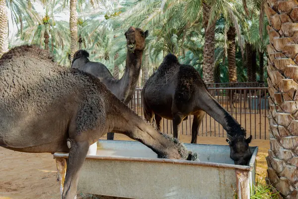 Suudi Arabistan Kırsal Hayvancılık Sahnesi, Hotat Bani Tamim yakınlarındaki bir çiftlikte otlayan develer.