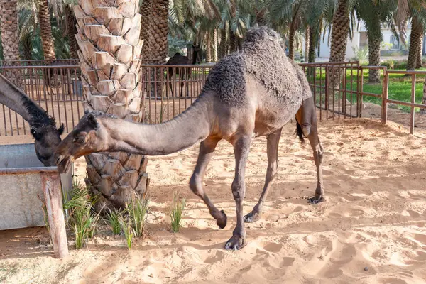 Suudi Arabistan Kırsal Hayvancılık Sahnesi 'ndeki Hotat Bani Tamim' deki Bir Çiftlikte Bir Deve
