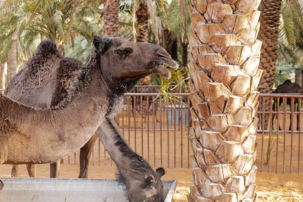 Suudi Arabistan Kırsal Hayvancılık Sahnesi, Hotat Bani Tamim yakınlarındaki bir çiftlikte otlayan develer.