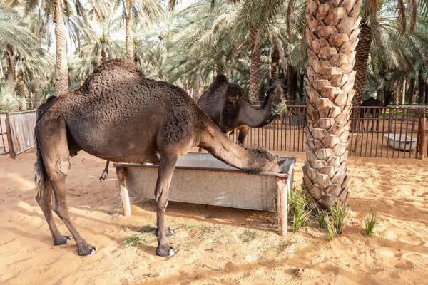 Suudi Arabistan Kırsal Hayvancılık Sahnesi, Hotat Bani Tamim yakınlarındaki bir çiftlikte otlayan develer.