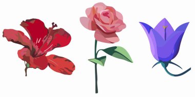 izole illüstrasyon çiçekleri amber çiçeği, gül, campanula, renk vektörü çizimi, beyaz arkaplan