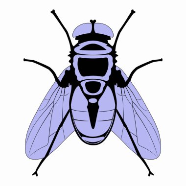 Sineğin izole edilmişi, iki renk vektör çizimi, beyaz arkaplan