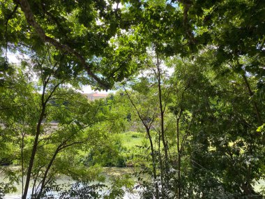 Yazın ortasında nehrin kenarına ağaçlar park et.