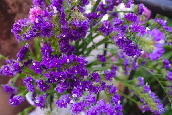 stock image Limonium blossoming violet, white and pink flowers in the house garden