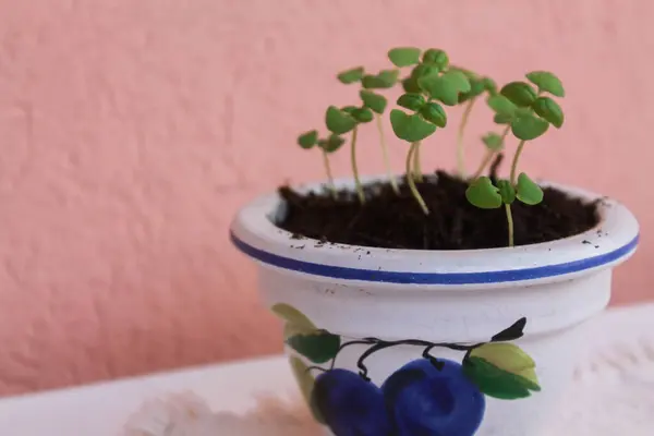 stock image Basil sprouts. Basil growing from seeds, small size in a beautiful clay pot with a pattern