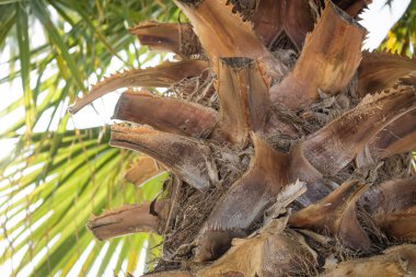 Rüzgarda savrulan palmiye ağacı plajdaki açık gökyüzü arka planında