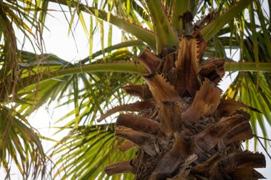 Rüzgarda savrulan palmiye ağacı plajdaki açık gökyüzü arka planında