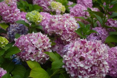 Pembe ve leylak ortancaları yazın yaprakların arasındaki bir çalılıkta çiçek açarlar. Çiçek kompozisyonu romantik arkaplan