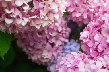 Pembe ve leylak ortancaları yazın yaprakların arasındaki bir çalılıkta çiçek açarlar. Çiçek kompozisyonu romantik arkaplan