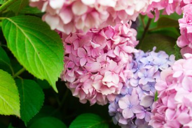 Pembe ve leylak ortancaları yazın yaprakların arasındaki bir çalılıkta çiçek açarlar. Çiçek kompozisyonu romantik arkaplan