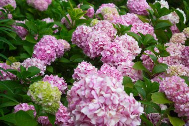 Pembe ve leylak ortancaları yazın yaprakların arasındaki bir çalılıkta çiçek açarlar. Çiçek kompozisyonu romantik arkaplan