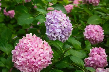 Pembe, mavi ve leylak ortancaları yazın yaprakların arasındaki çalılıkta çiçek açarlar. Çiçek kompozisyonu romantik arkaplan.