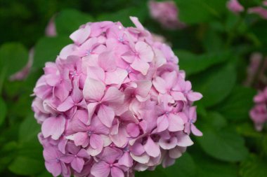 Pembe, mavi ve leylak ortancaları yazın yaprakların arasındaki çalılıkta çiçek açarlar. Çiçek kompozisyonu romantik arkaplan.