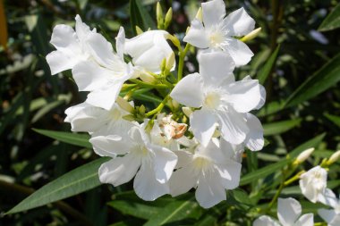 İtalya 'daki bahçede çiçek açan neryum zakkum ağacı.