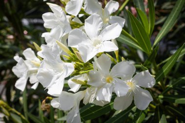 İtalya 'daki bahçede çiçek açan neryum zakkum ağacı.