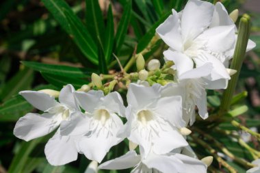 İtalya 'daki bahçede çiçek açan neryum zakkum ağacı.