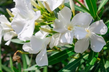 İtalya 'daki bahçede çiçek açan neryum zakkum ağacı.