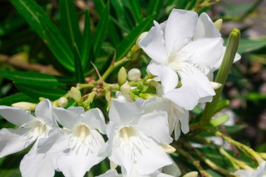 Çiçek açan neryum zakkum ağacı mavi gökyüzü arka planındaki bahçede beyaz çiçekler