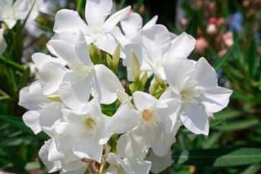 Çiçek açan neryum zakkum ağacı mavi gökyüzü arka planındaki bahçede beyaz çiçekler