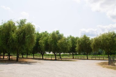 Ağaçlı ve mavi gökyüzü arka planlı kırsal bölgede bir yol. Arabalar için doğal park