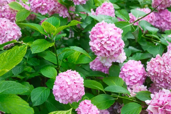 Pembe ve leylak ortancaları yazın yaprakların arasındaki bir çalılıkta çiçek açarlar. Çiçek kompozisyonu romantik arkaplan