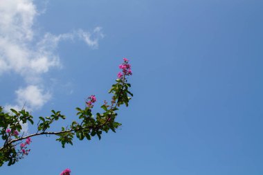 pink flowers from the tree on the blue sky with clouds background clipart