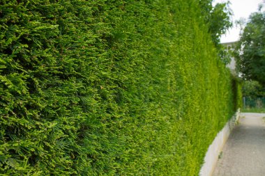 Bahçede yeşil desenli thuja çitleri ve patika