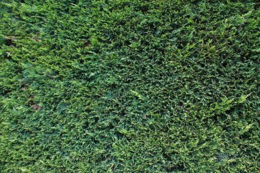 Thuja çiti yeşili çimen desenli arka plan