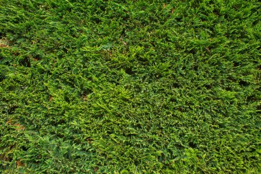 Thuja çiti yeşili çimen desenli arka plan