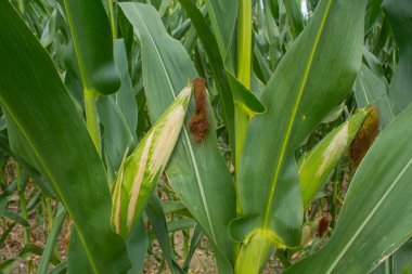 Parlak mavi gökyüzü arka planında mısır tarlası. Çiftçilik ve tarım, taze sebze ve meyve yetiştirmek. Büyük yeşil bir tarlada yetişen mısır yaprakları ve koçanlar, İtalya 'da mısır ekimi.